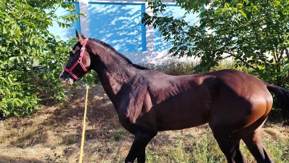 Otlar sotiladi Принц, Газир, Гелди Батыр, Пакистан Едгор Той Карнелиус