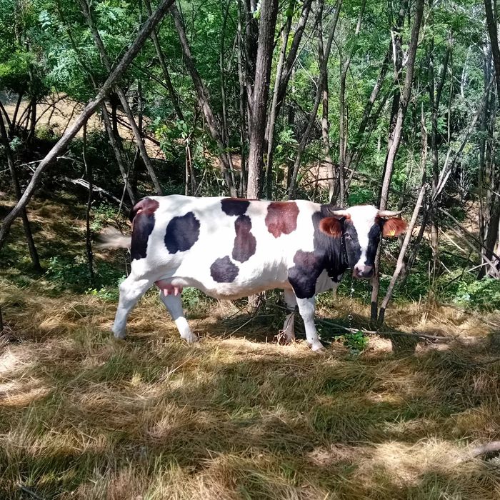 Vand vaca la a doua fatare intro sapatamana fata