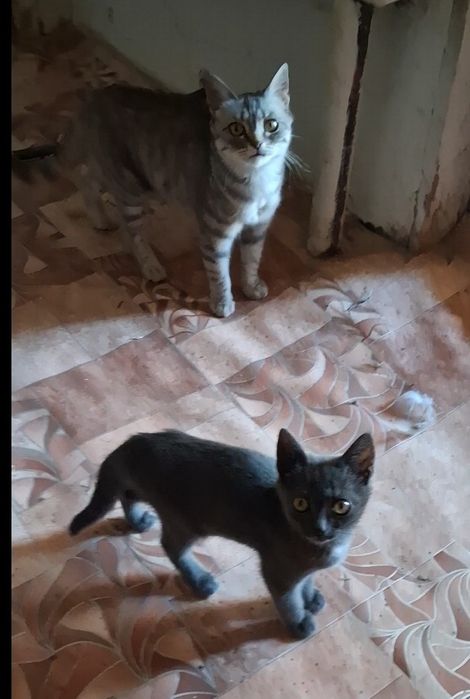 Отдам котят крысалов