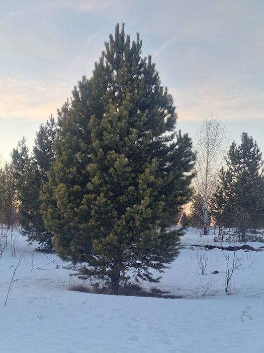 Крупномеры ели сосны саженцы