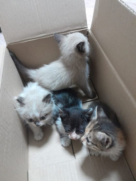 Отдам котят в добрые руки