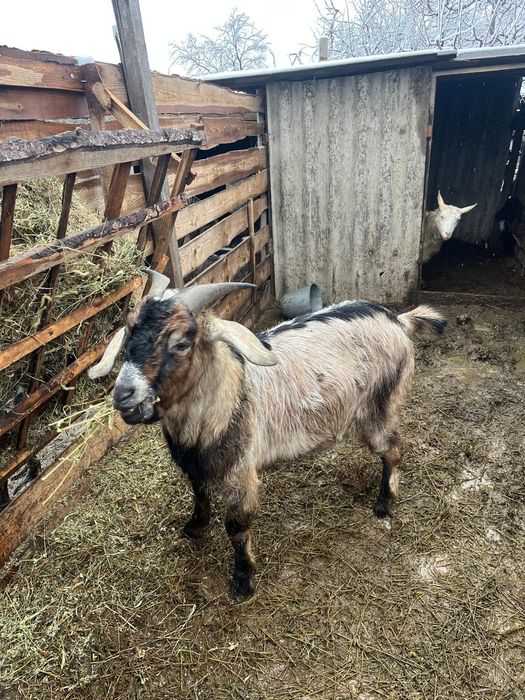 Țap de rasa de vanzare