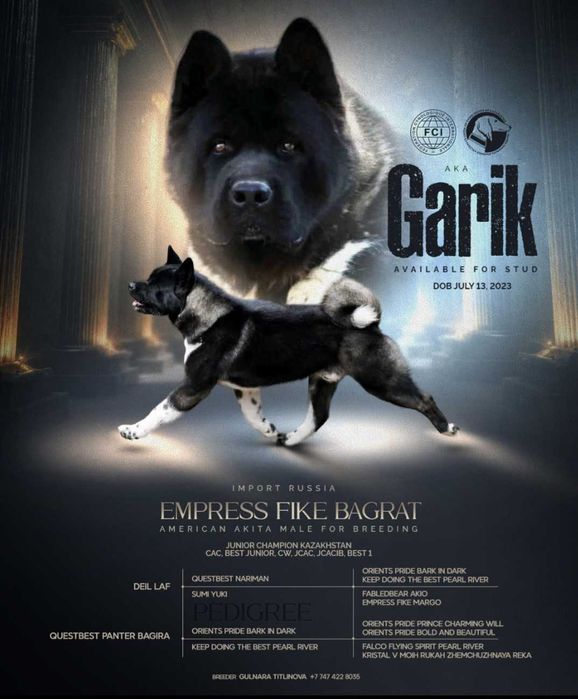 Акита кобель для вязки