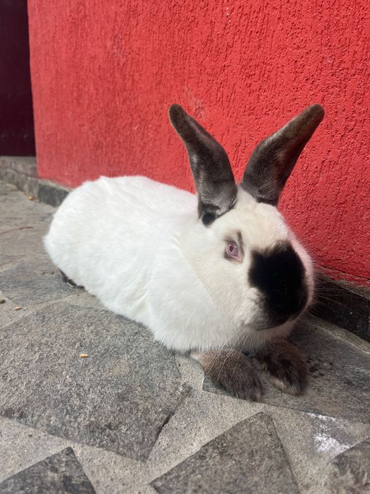 femelă californian!