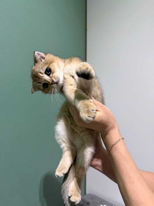 Продается чистокровный золотая шиншила