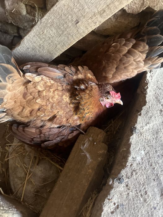 Тауык         курик