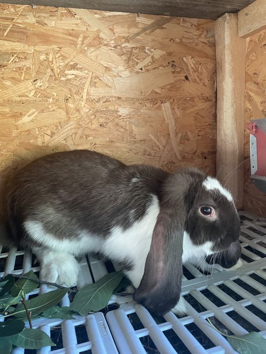 Iepuri berbec german