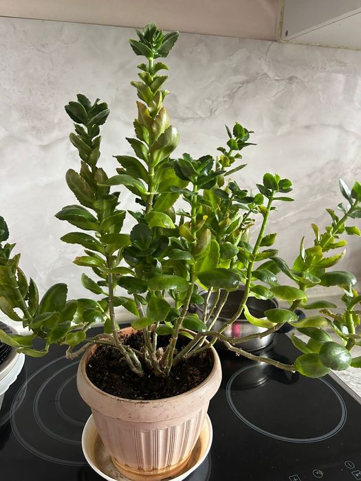 Цветок комнатный Каланхоя