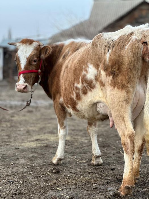 Парода симентал бзаулы сиыр