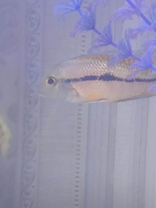 Рыбки аквариумные