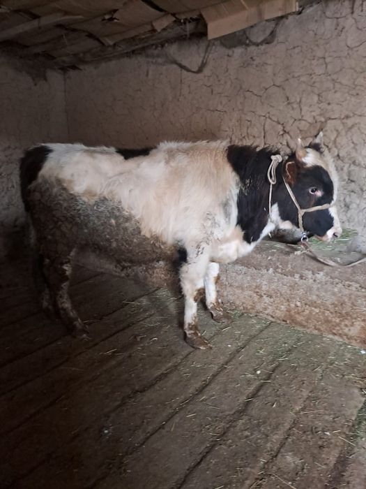 Семіз өгіз сатылады