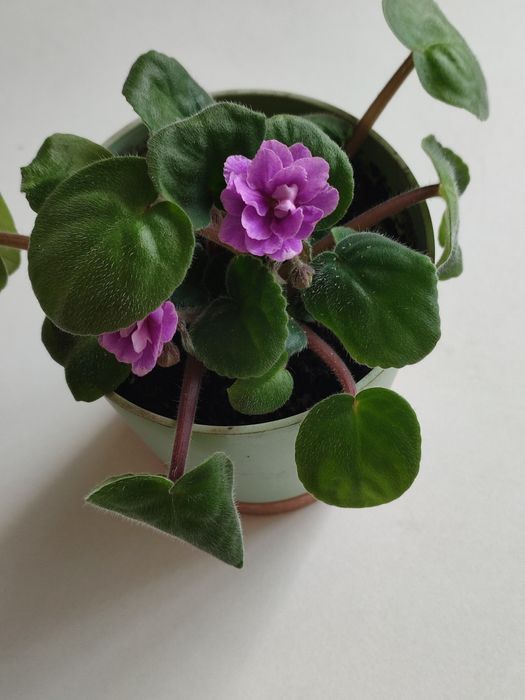 Фиалка красивая.