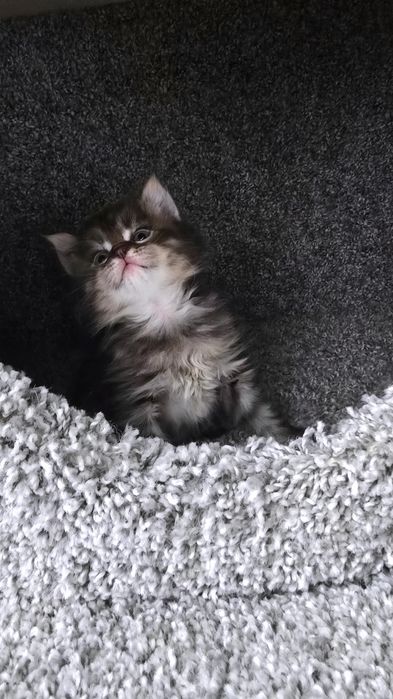 Очаровательные котята мэйнкуны