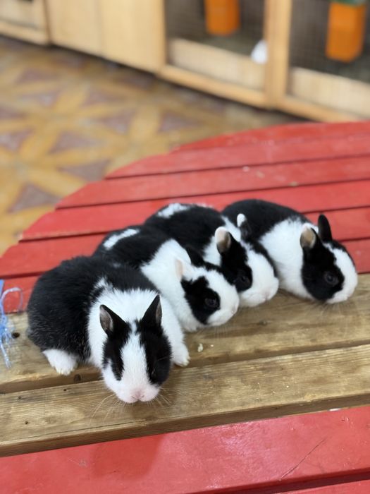 Karlikviy quyon bolari Sotuvda