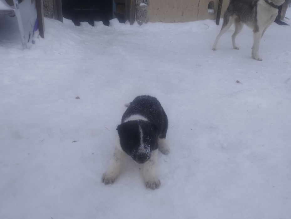 Продам щенка дворянина (мама лайка).