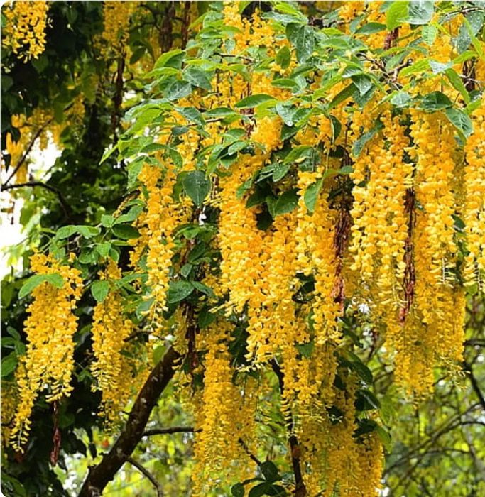 Glicina (Wisteria)