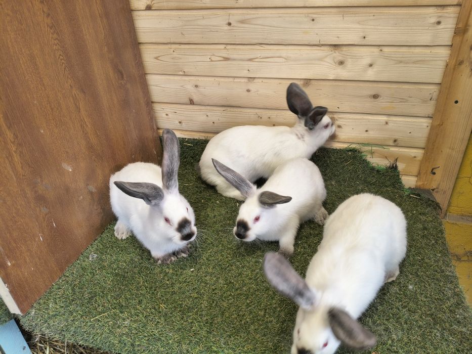 Vând iepuri Uriaș de Transilvania