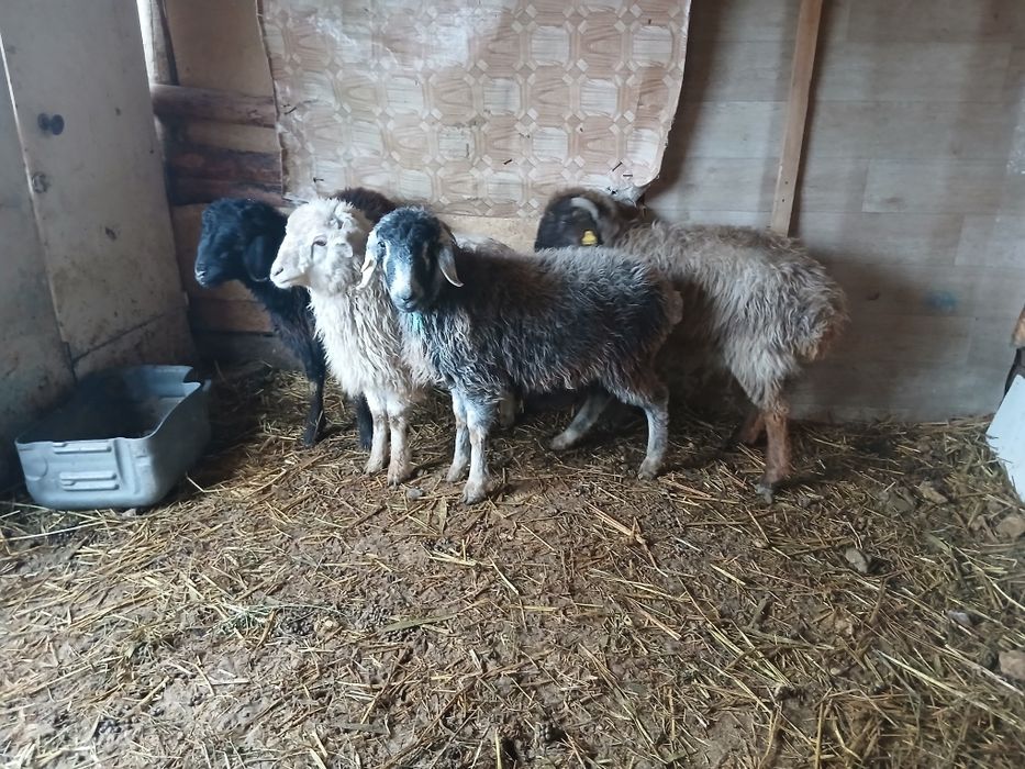 Тоқтылар сатылады