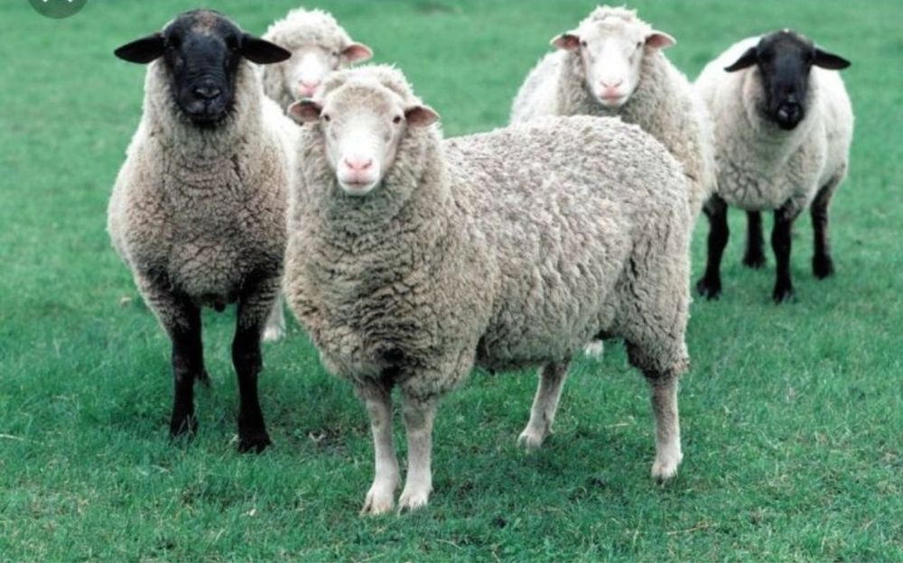 Кой / бараны / токтушки / козы /