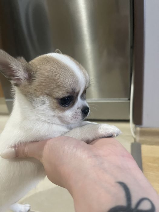 Мини късокосместо Чихуахуа