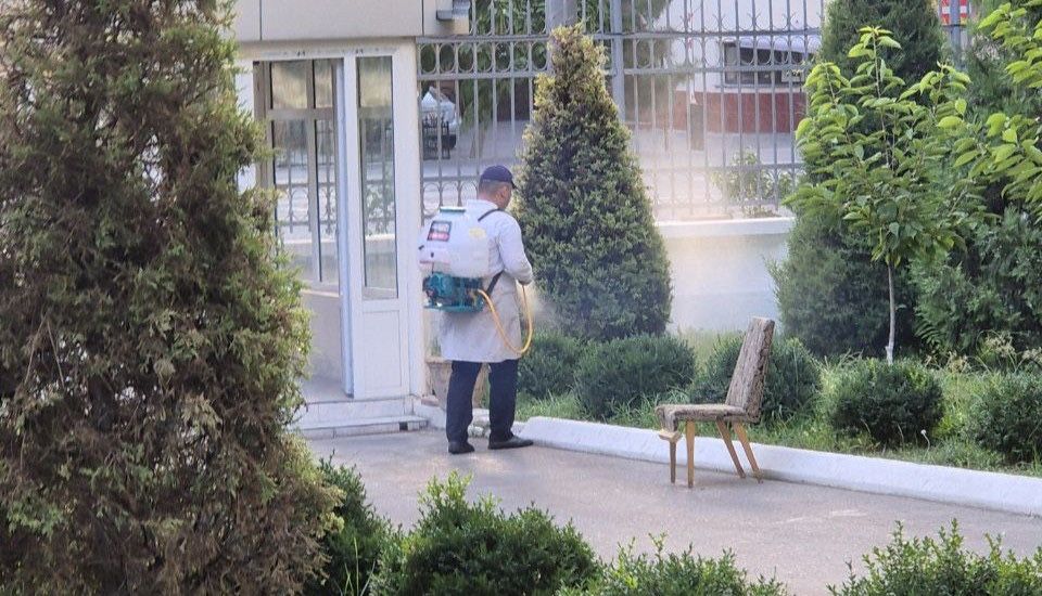 Daraxtni dorilash Daraxt va archalarni dorilash