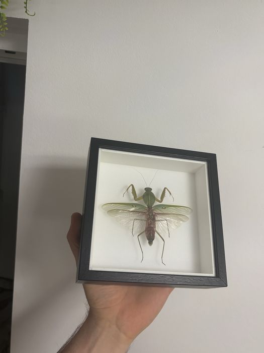 Rare Praying Mantis Butterfly Framed Insect Art Cadou Inedit Fluture Mantis Rama Decor Exotic 70 Euro Praying Mantis Butterfly Framed Art entomologice