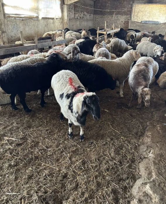 Қошқарлар, қозылар, қойлар баран