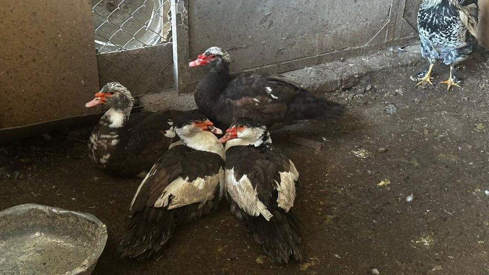 Продаём Индоуток