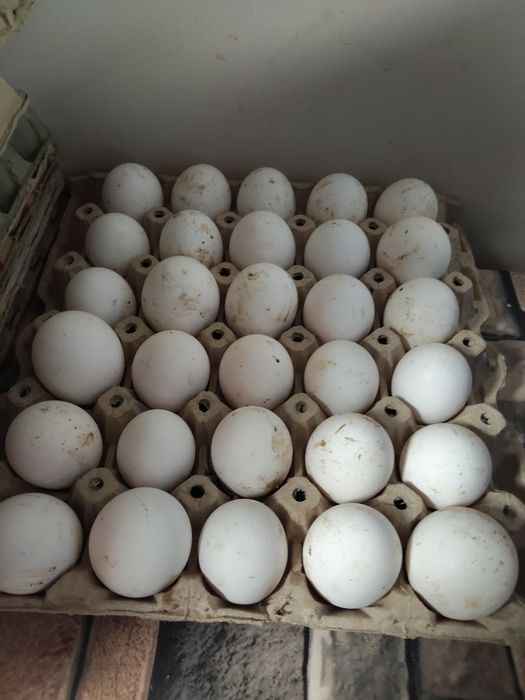 Разплодни яйца от бял легхорн