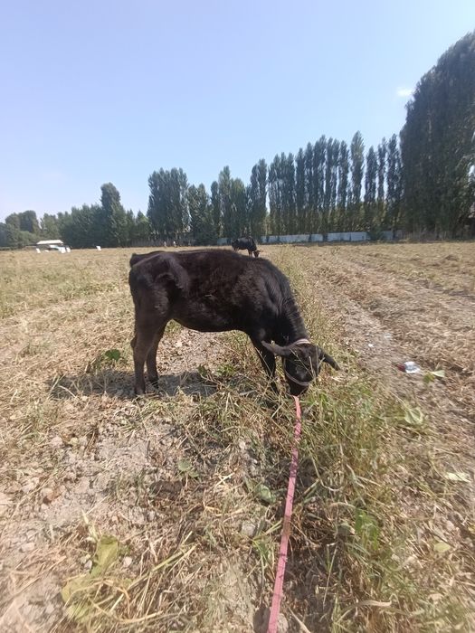 Sotiladi! Zoʻr buzoq