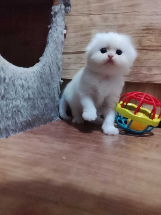 Skotish fold va strayt mushukchalar