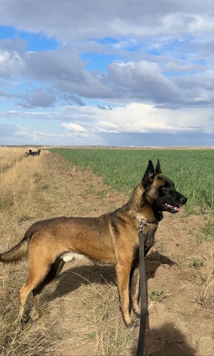 Щенки малинуа от Че Гевары