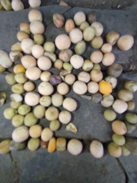 Горох фуражный,можно на Семена