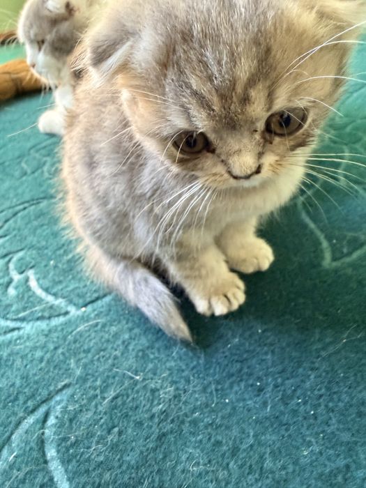 Scottish Fold  mushukcha sotiladi
