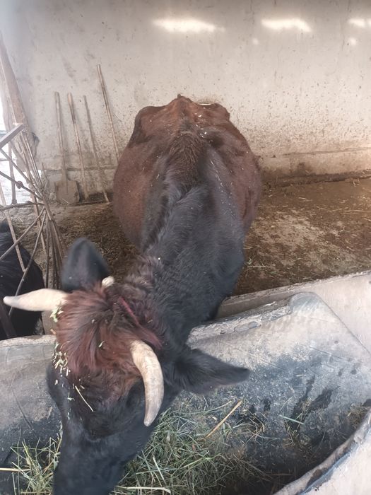 Ona  bola sigir sotiladi