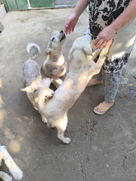 Продам щенков охотничьих