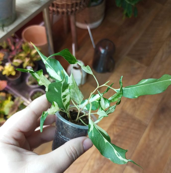 Продам комнатные цветы