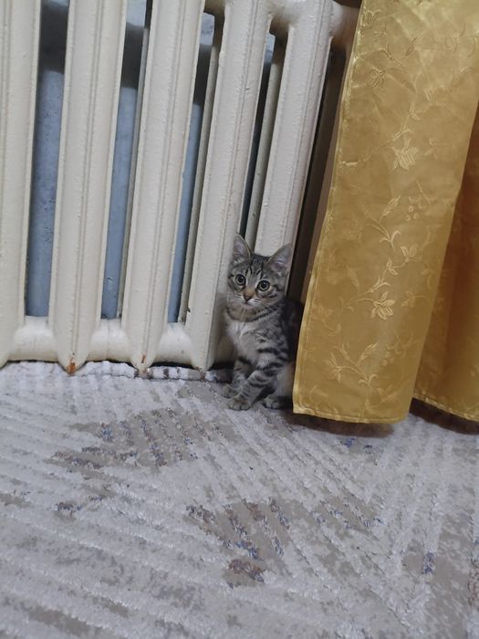 Отдам котенка бесплатно