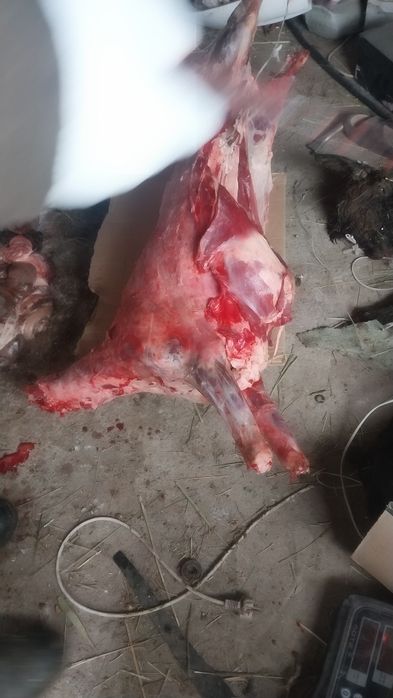 Қой сатылады сойылып