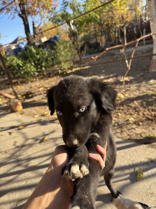 Щеночки, кушиктер бар.