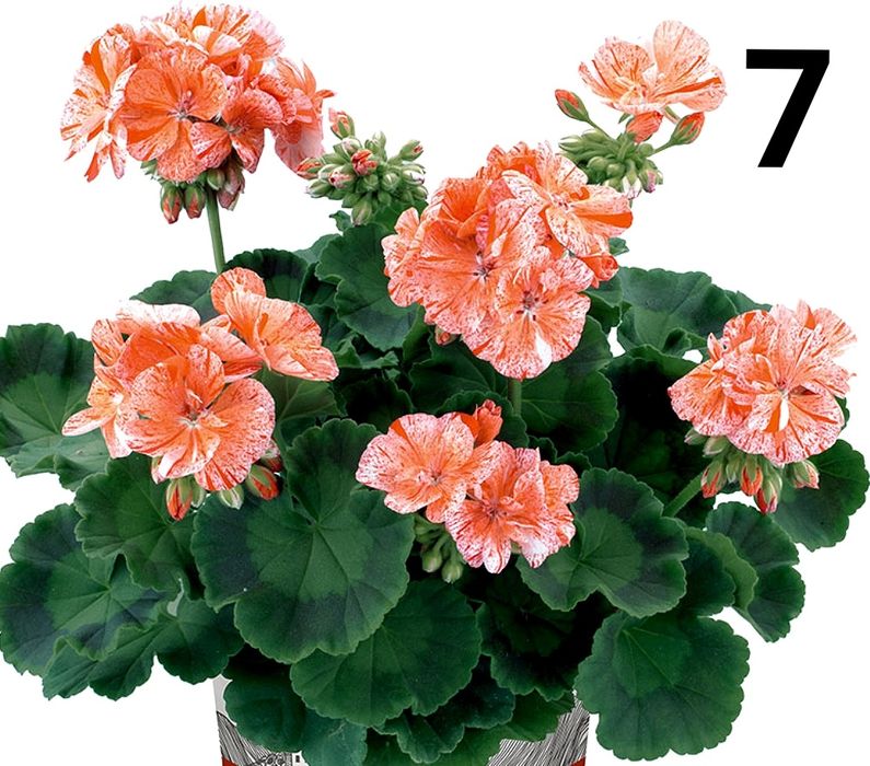 Нискостеблено мушкато -2.50€