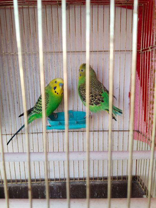 Папугай сатылады