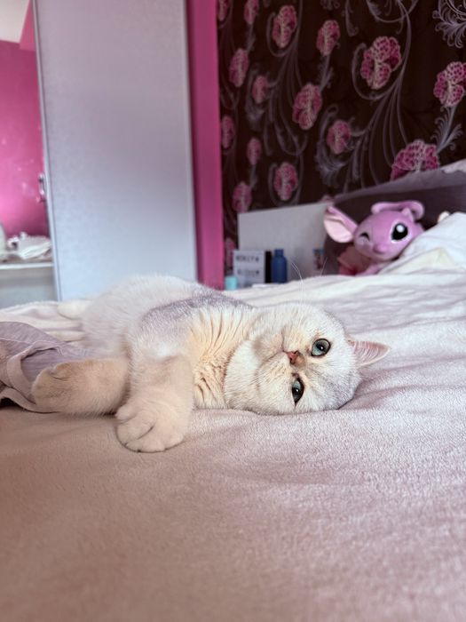 Мъжко коте британска късокосместа