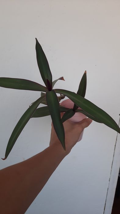 Комнатные растения по хорошей цене