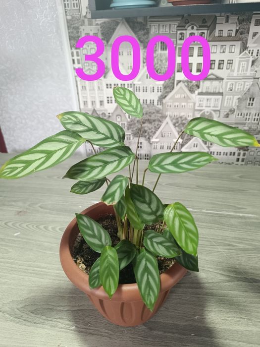 Продам цветы дорого