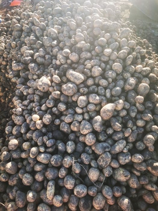 Vând cartofi 1 leu kg