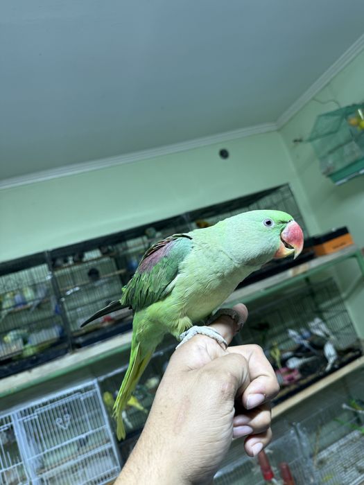 Ручной Говаряшый попугай продам