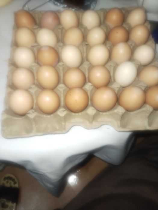 Продам домашние яица крупные