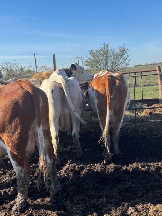 Vând vaci bălțate și holstain