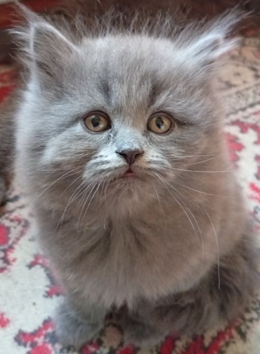 Британские котята